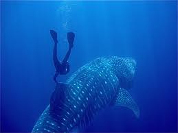whale-sharks